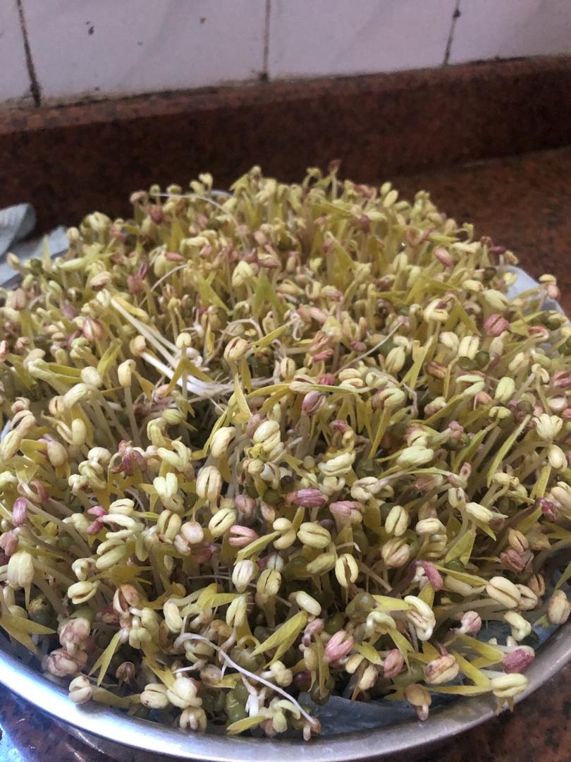 自发豆芽（可乐瓶发豆芽0失败！）