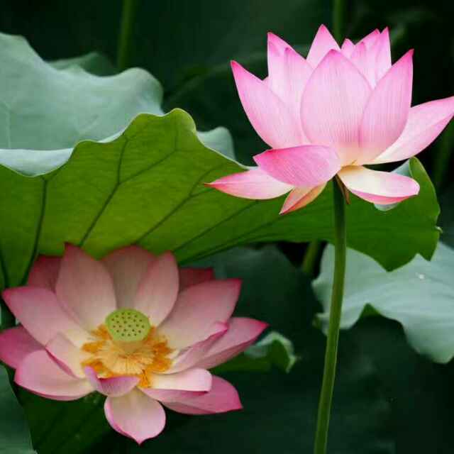 手机用户5580_pez0