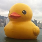 珍猪圆子