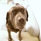 窝窝再吃一颗苹果