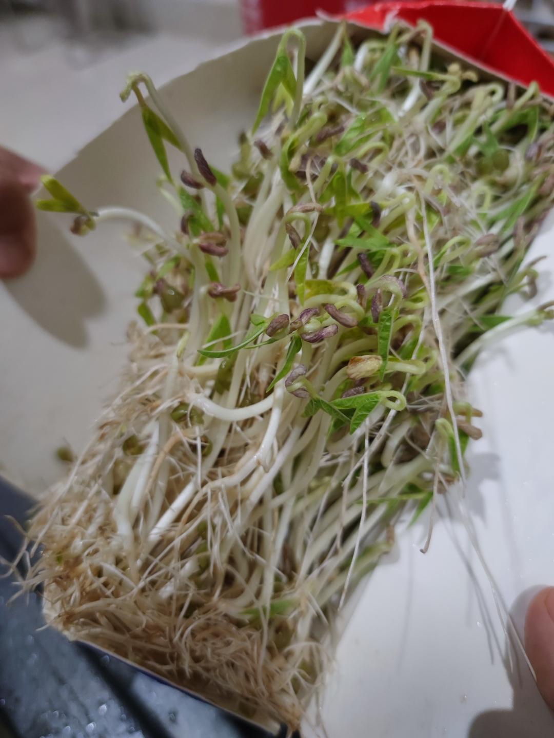 牛奶盒发绿豆芽