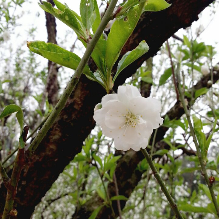 花语