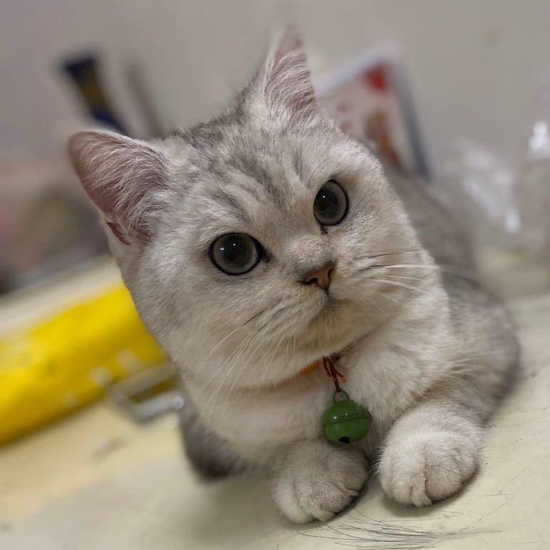 小如如如