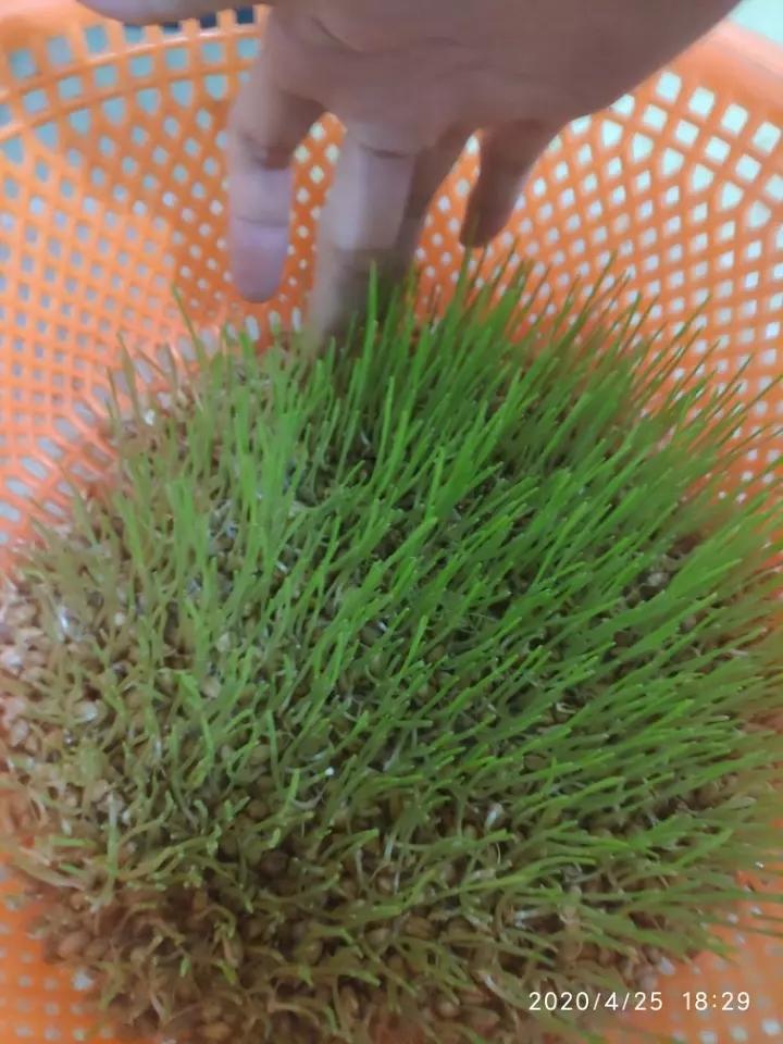 超简单的自制麦芽糖