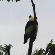 土豆是个小迷糊