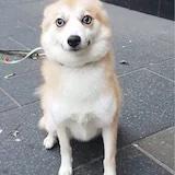 浓香芝士土豆球儿