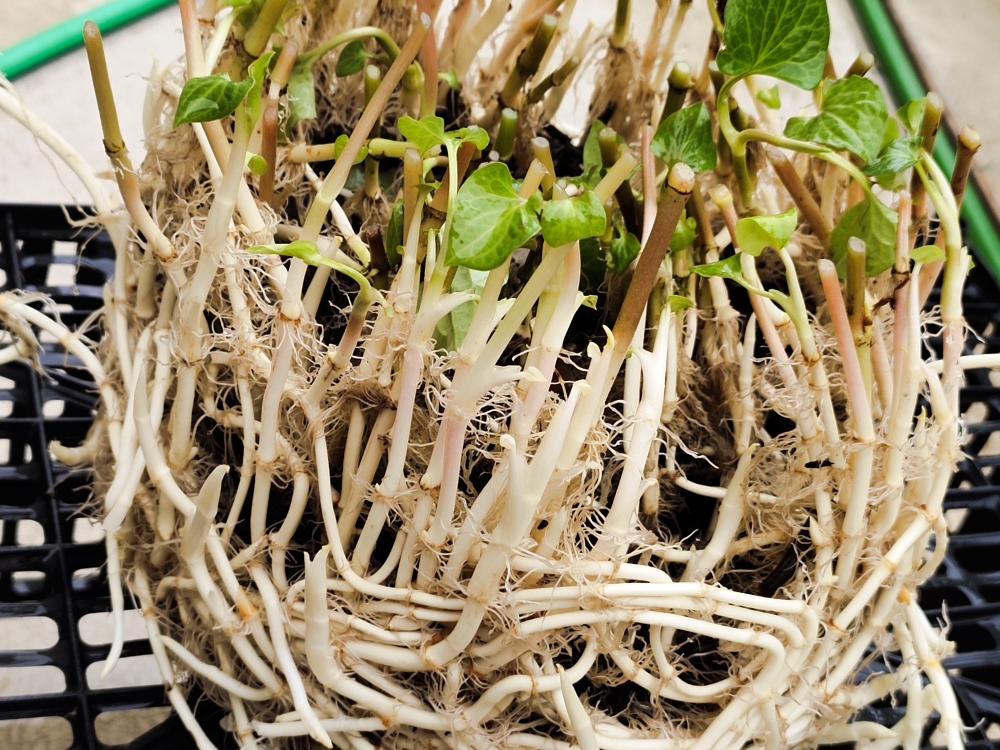 熊熊白白-川味红油折耳根(包括处理方法)的做法