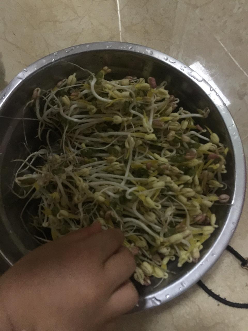 自发豆芽（可乐瓶发豆芽0失败！）