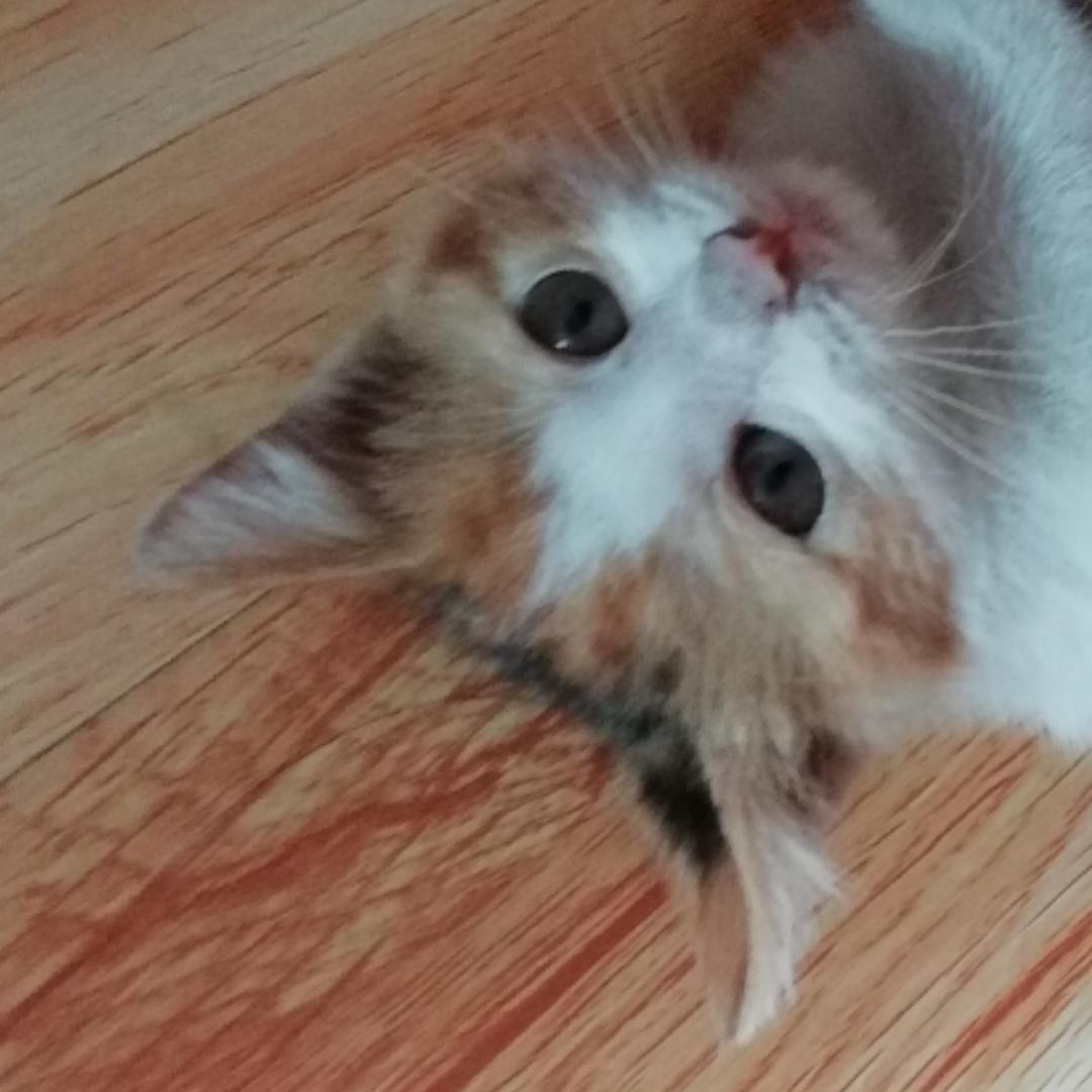 就是我的猫