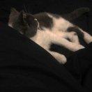 欢乐小精灵宝可梦