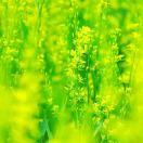 你若安好我便晴天的荷塘