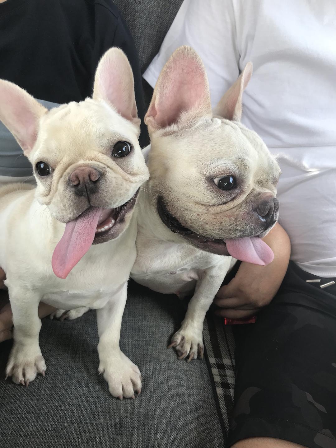 鸭肉紫薯低敏营养狗粮（法斗）