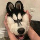 鸵小戌