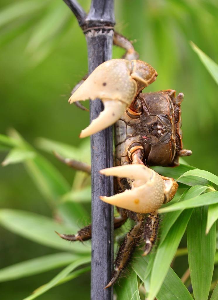 保肝护肝,清热降火-山螃蜞炖水照影