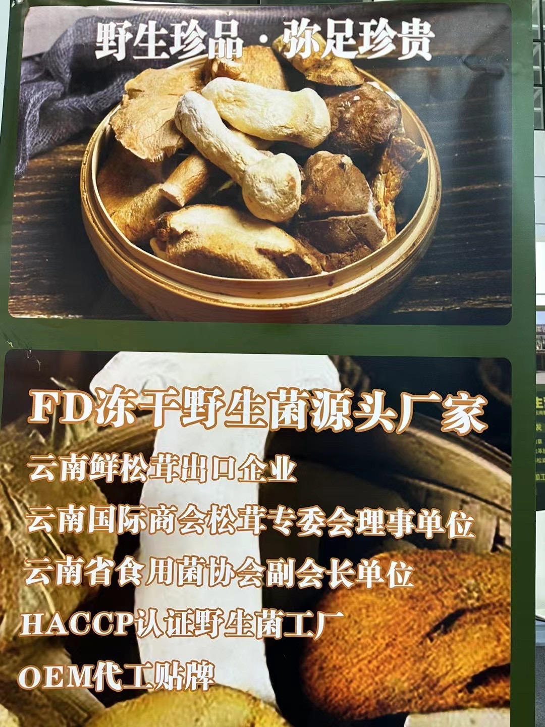 香格里拉松茸源头