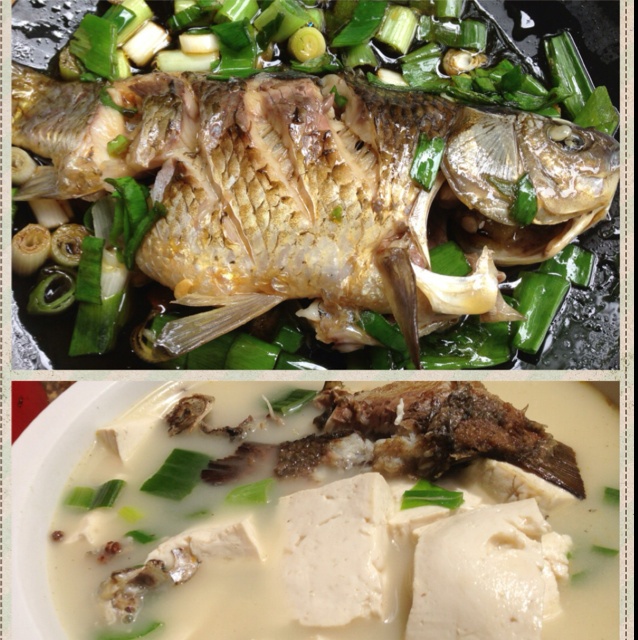 孔雀开屏鱼
