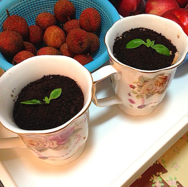 盆栽奶茶