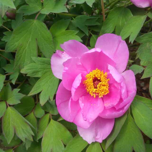 崔芝