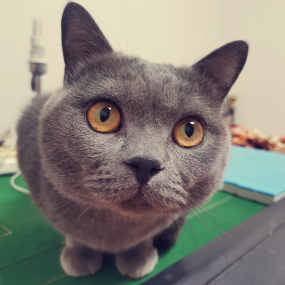 裴立颖