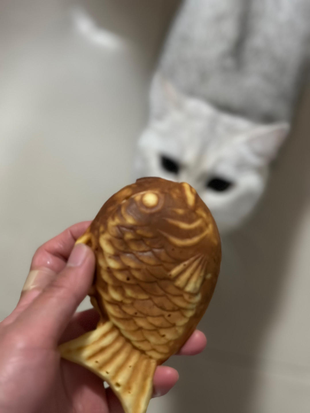 鲷鱼烧，捧在手心的温暖