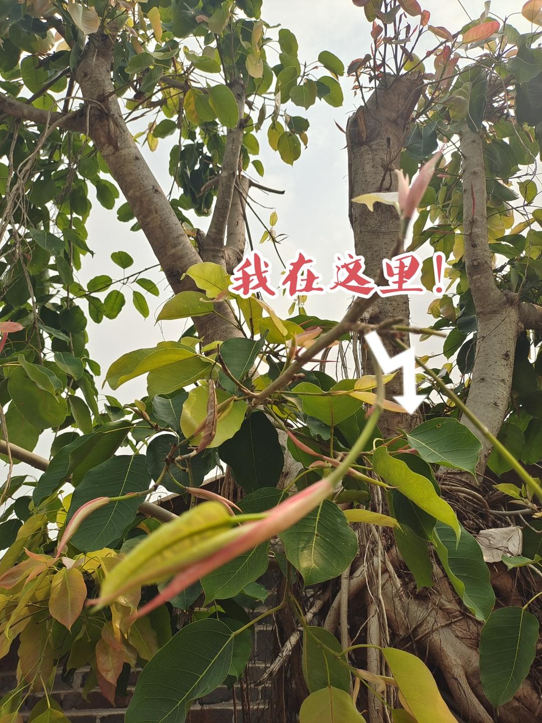 能吃的树（傣味特色美食）