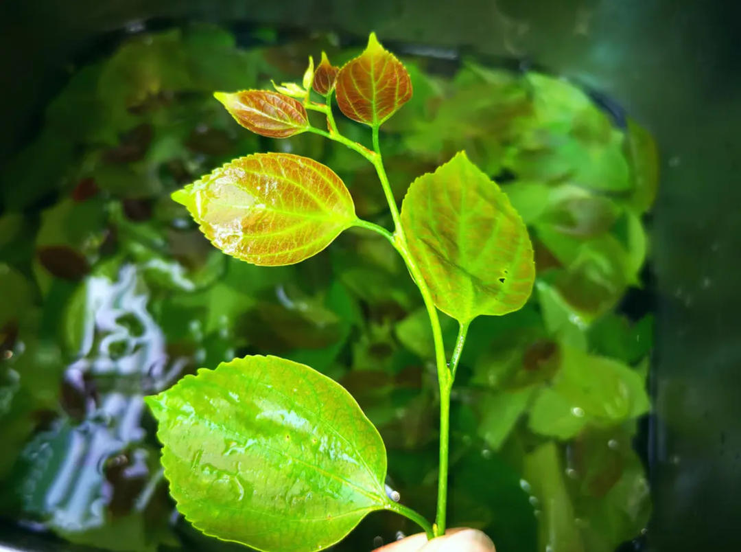 潮汕清明粿＂朴籽粿＂的做法 步骤1