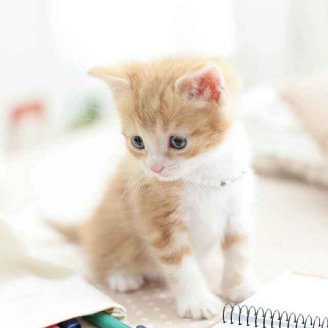 sleepy kitten Nina