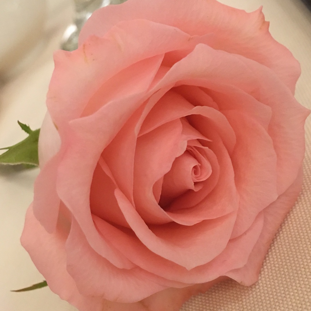 七七花苑