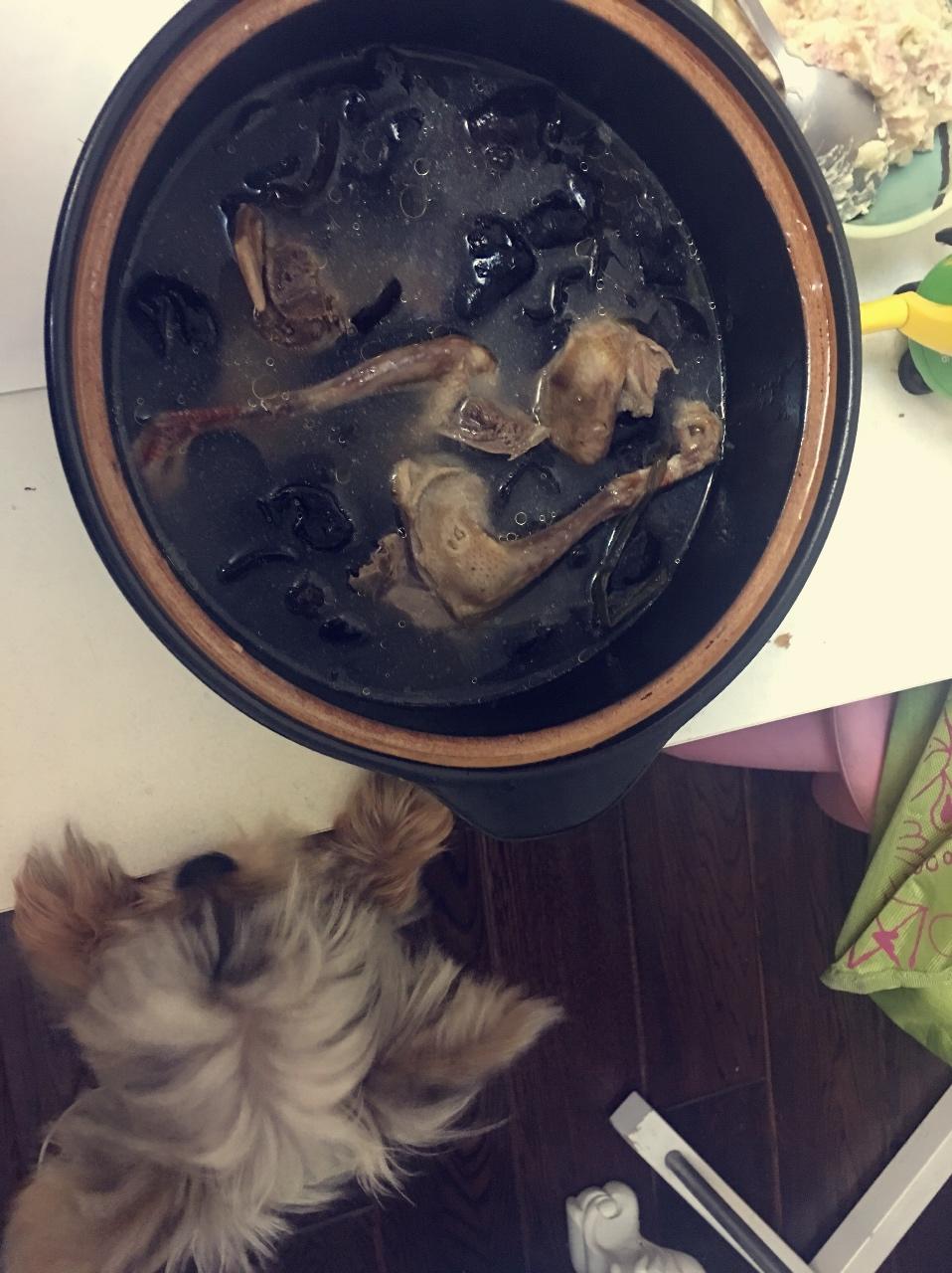 炖鸽子汤