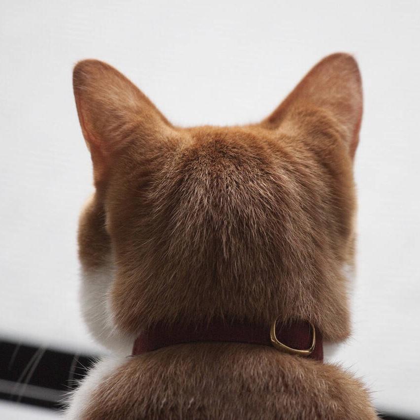 叶曉洛