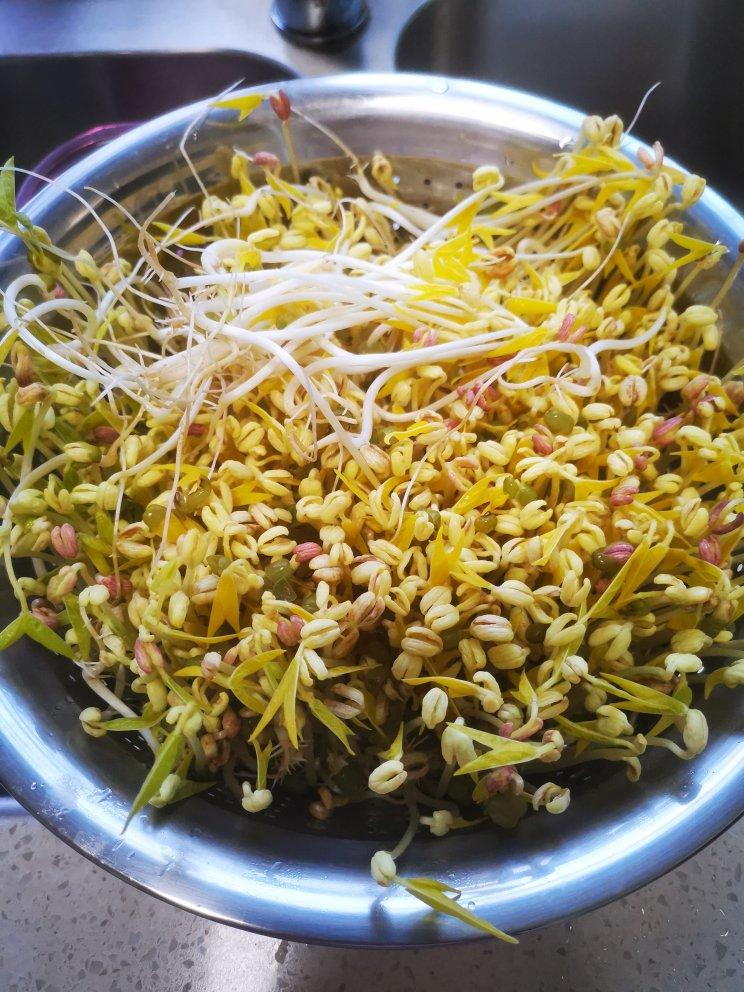 自发绿豆芽/自生豆芽/自制豆芽