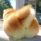 给里一只不拿拿