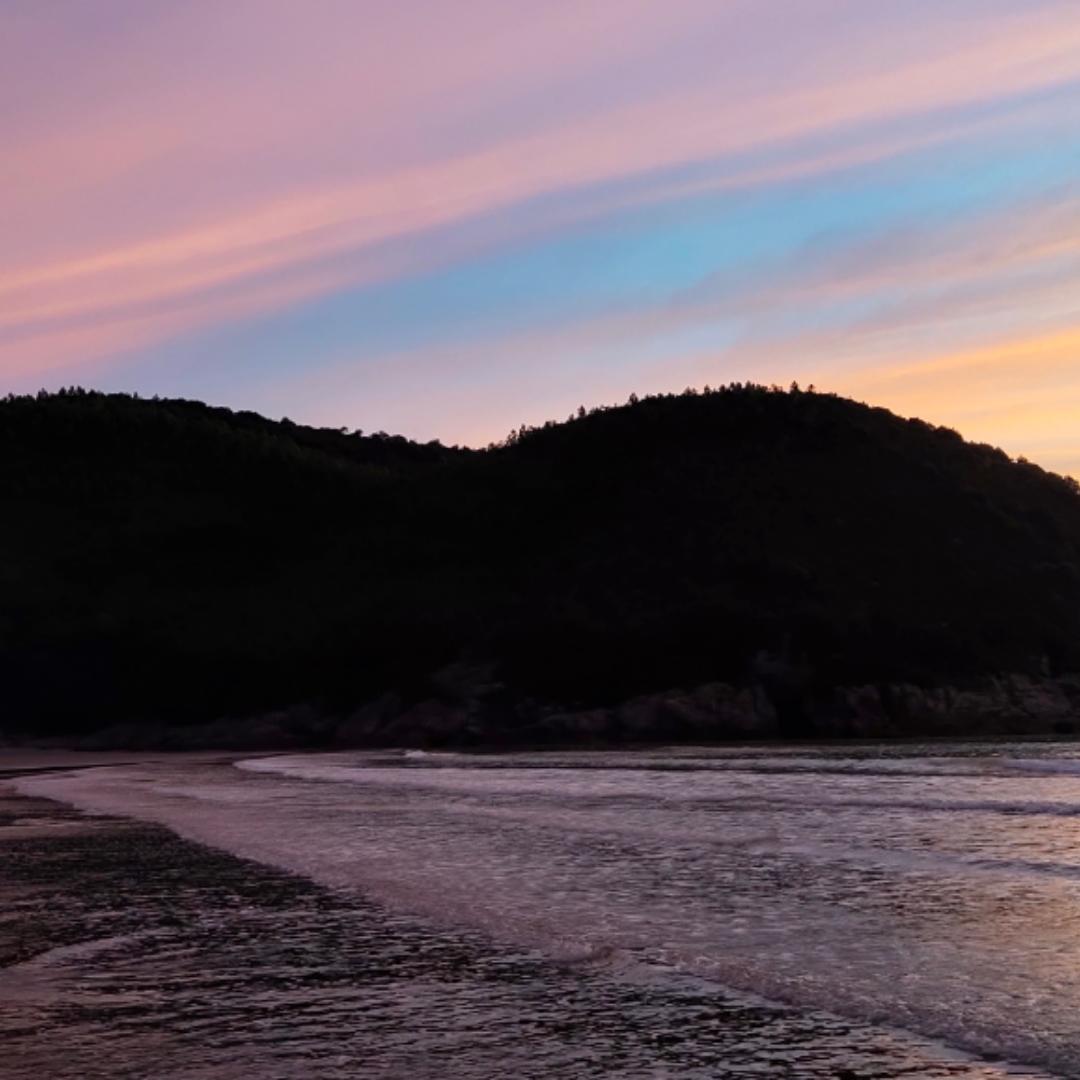 想养只猫叫八月