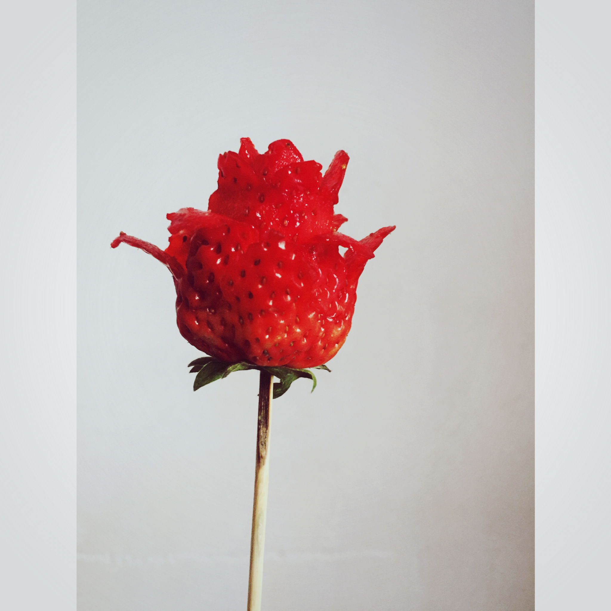 wing_ng做的草莓玫瑰花