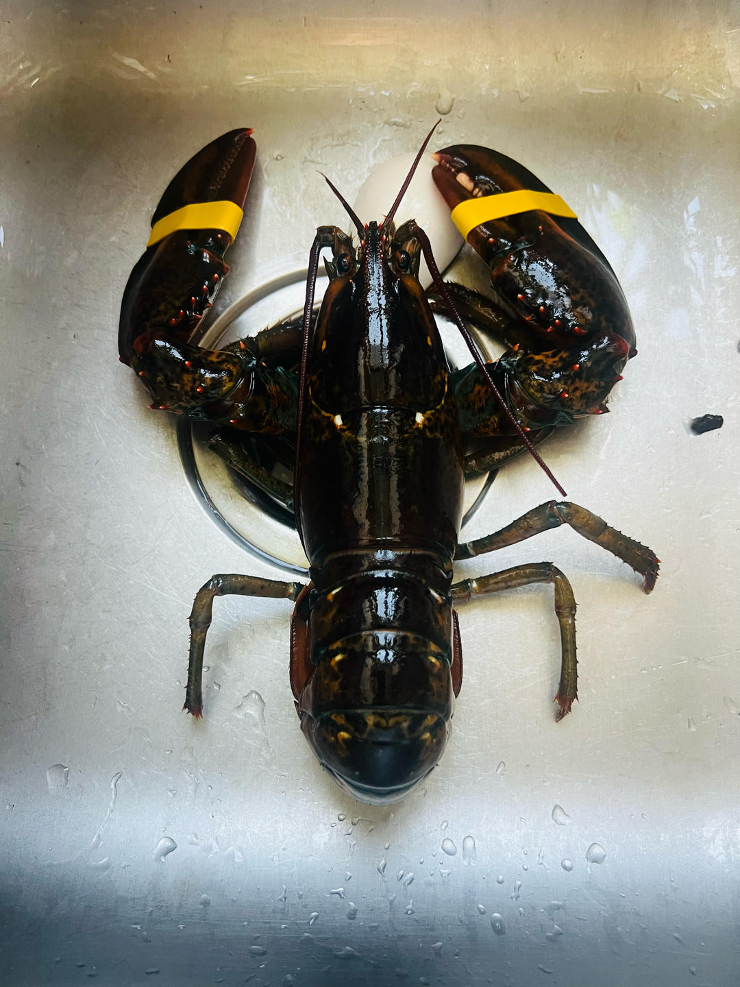 波士顿龙虾-一虾三吃