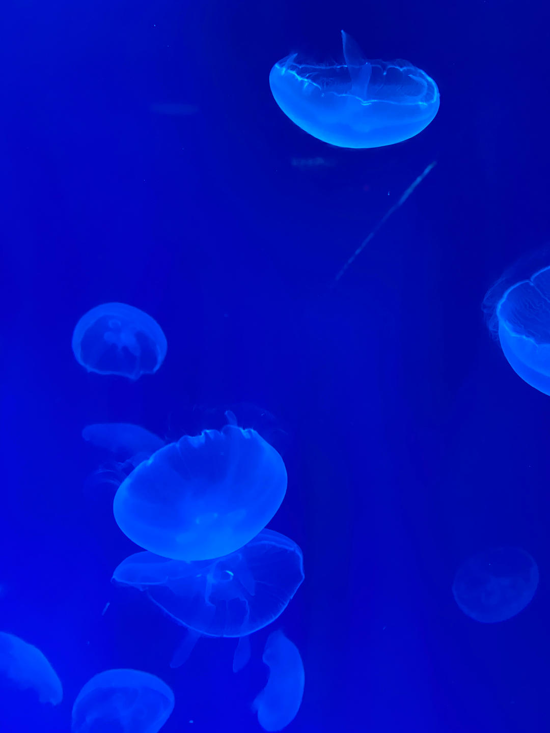 淡奶油与黄油和含水量的做法