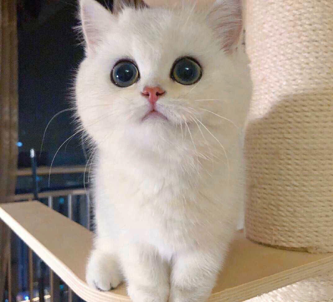大喵我的爱