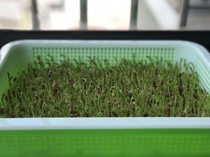水培豌豆苗的做法步骤图 水培豌豆苗怎么做好吃 岁月静好的食光记 下厨房 水培豌豆苗的做法步骤图 水培豌豆苗怎么做好吃 岁月静好的食光记 下厨房