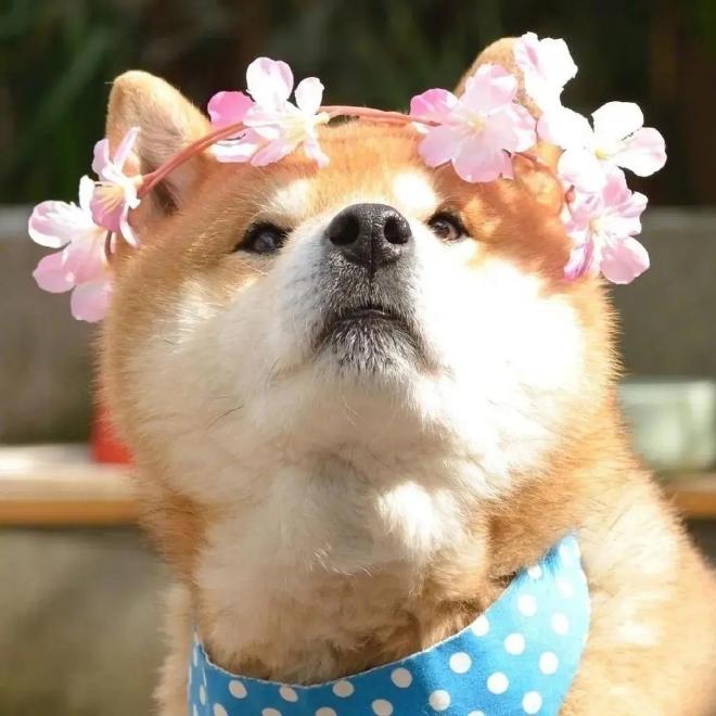 卖女孩的小木木