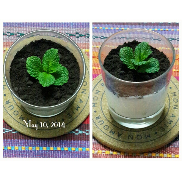 酸奶盆栽/继续延续小清新风/治愈系甜品