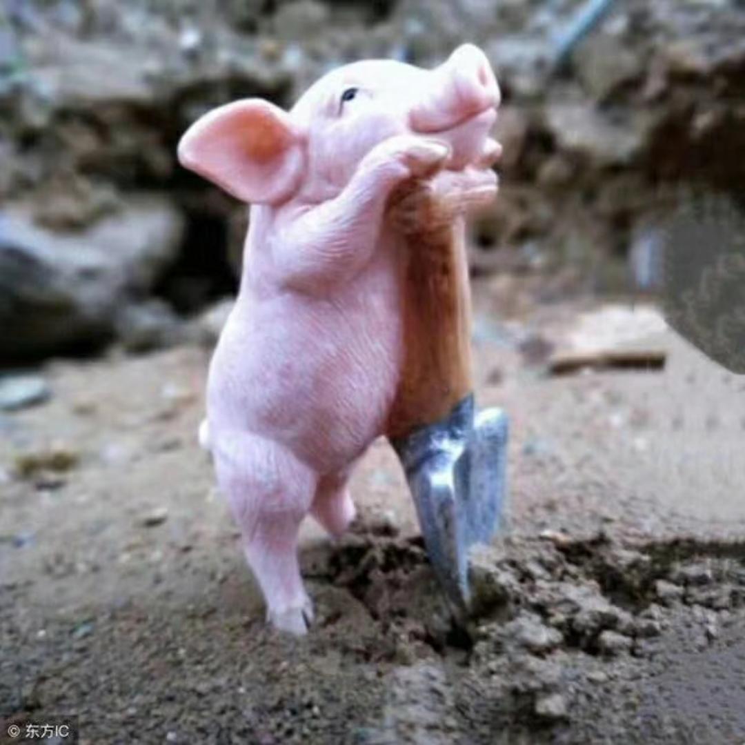 笨笨小胖