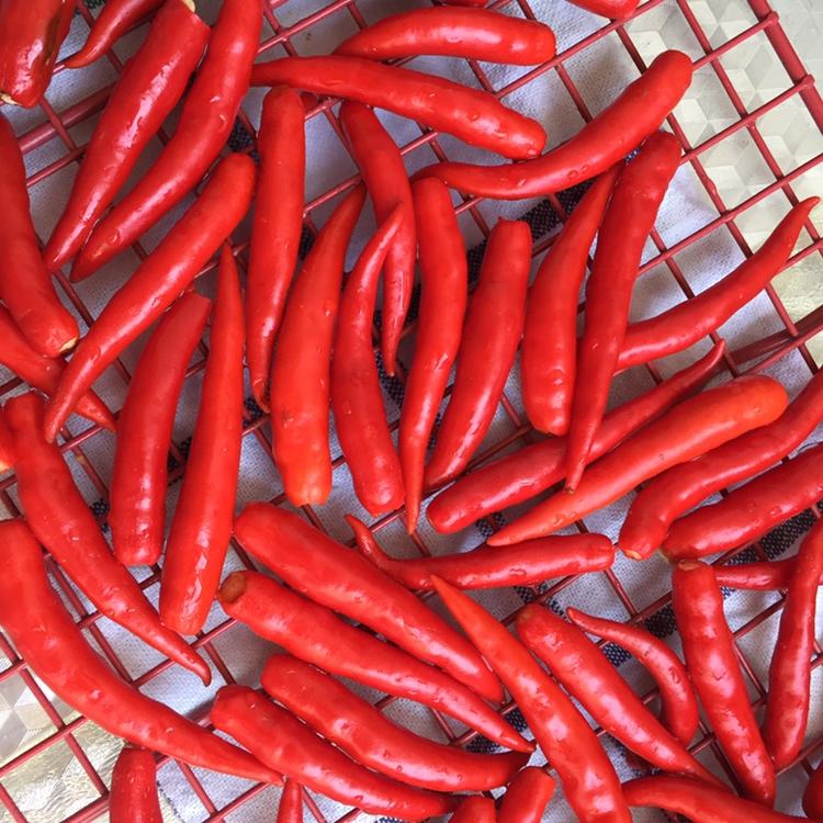 新鲜小米椒长期保存方法