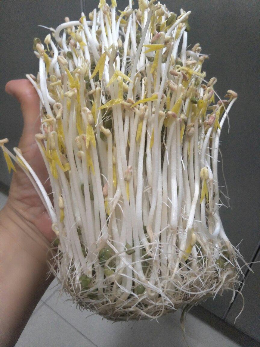 自发豆芽（可乐瓶发豆芽0失败！）