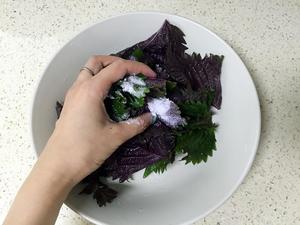 京都风紫苏渍物（腌菜）的做法 步骤7