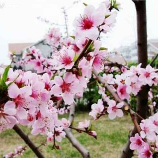 龍凰吉祥