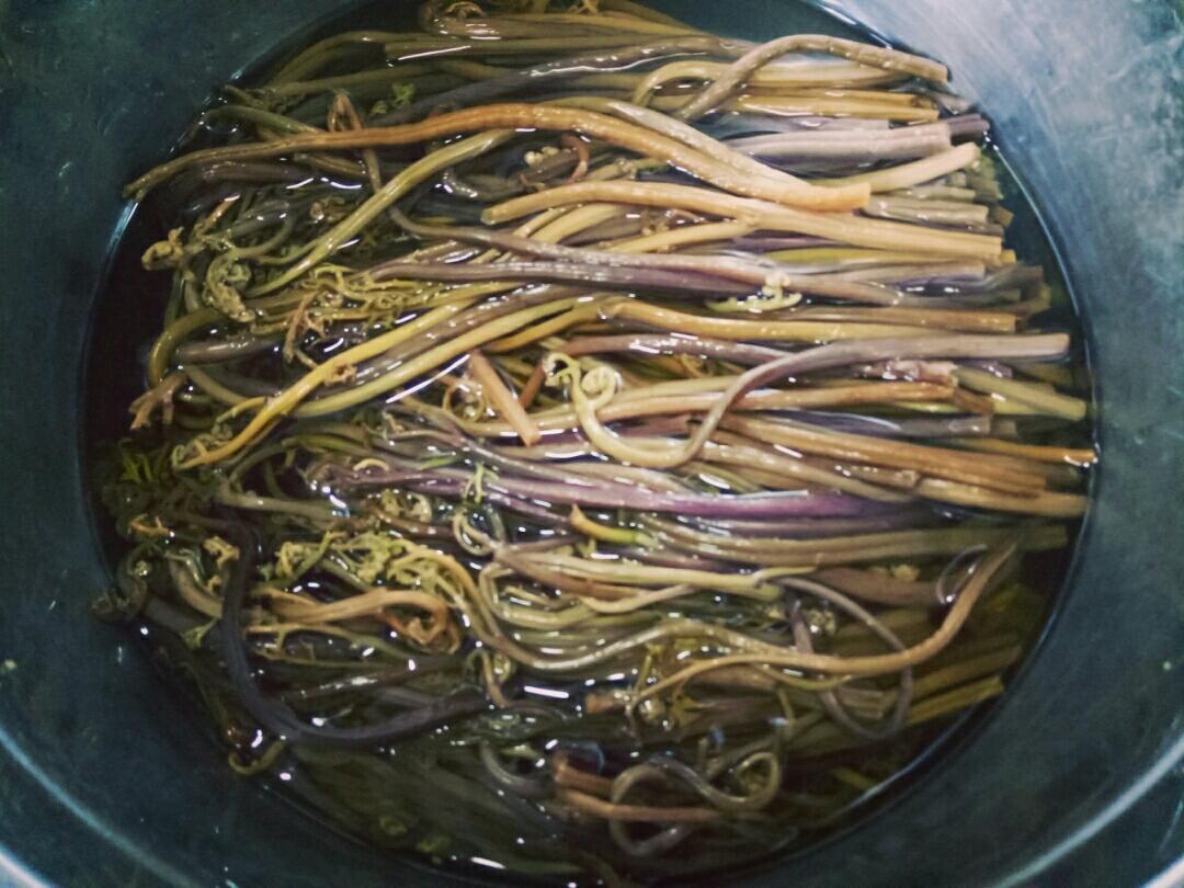 不腥  不苦 如何【泡发蕨菜】