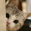 猫小宝_hre9