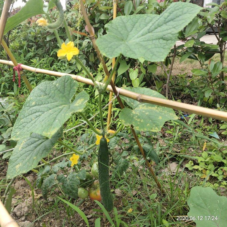 种植小技巧(记录生活记录美)