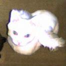 探索美味烤箱中