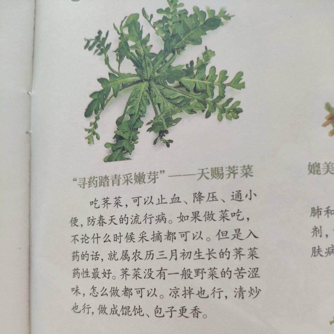止血降压通小便~凉拌清炒荠菜